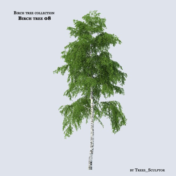 birch tree 3d model