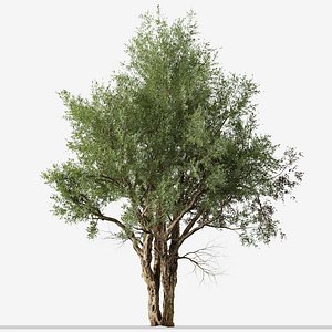3D Set of Eucalyptus Camaldulensis or River Red Gum Tree