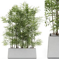 Plants collection 615