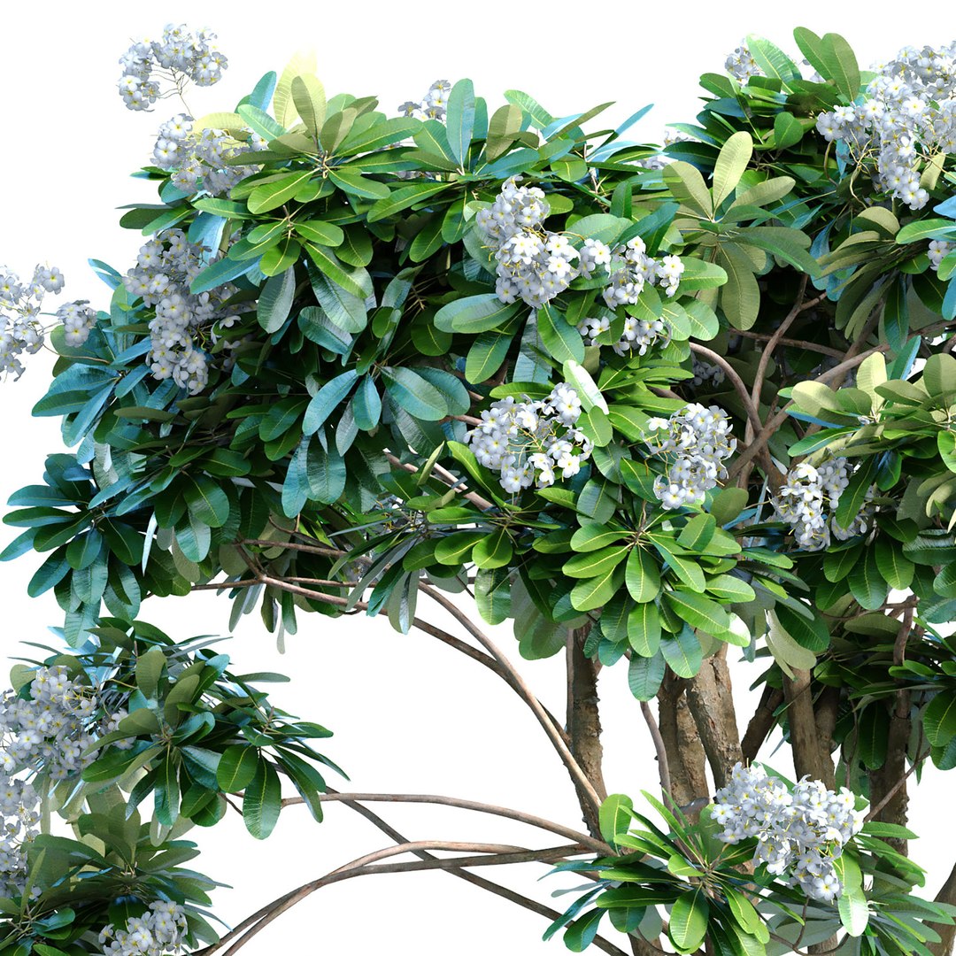 Decorative blooming outdoor garden tree with white flowers 3D model https://p.turbosquid.com/ts-thumb/WV/g67hoq/Hs/gg1/jpg/1707226233/1920x1080/fit_q87/af19970a89e38098b04a4cf75a041b70ce785a0e/gg1.jpg