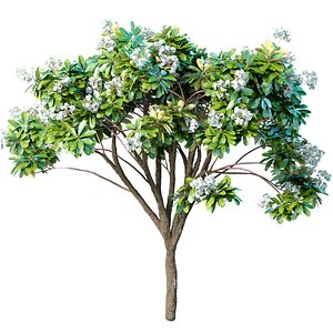 Decorative blooming outdoor garden tree with white flowers