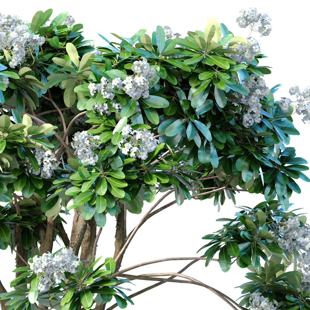 Decorative blooming outdoor garden tree with white flowers 3D model https://p.turbosquid.com/ts-thumb/WV/g67hoq/mL/3ddd2/jpg/1707226231/1920x1080/fit_q87/c2fcbc2f9ef97692c96ed6a8687fb526ce1bd250/3ddd2.jpg