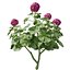 3D Geranium