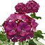 3D Geranium