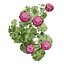 3D Geranium