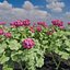 3D Geranium