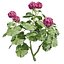 3D Geranium