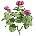 Geranium