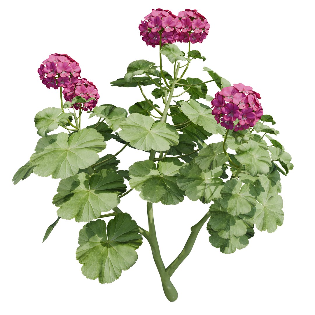 Garden Flowers 3D https://p.turbosquid.com/ts-thumb/WV/mQaPbe/YZ/1/png/1788240483/1920x1080/fit_q87/5ba9e46fcc150baa5f10b4768d828127bd9cf262/1.jpg