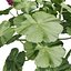 3D Geranium