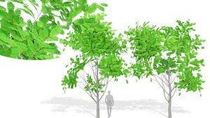 3D Delonix Regia Tree model