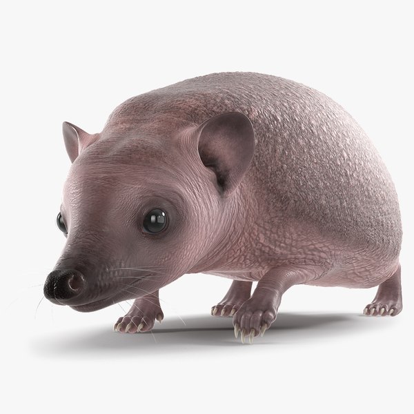 Walk Bald Hedgehog 3D model