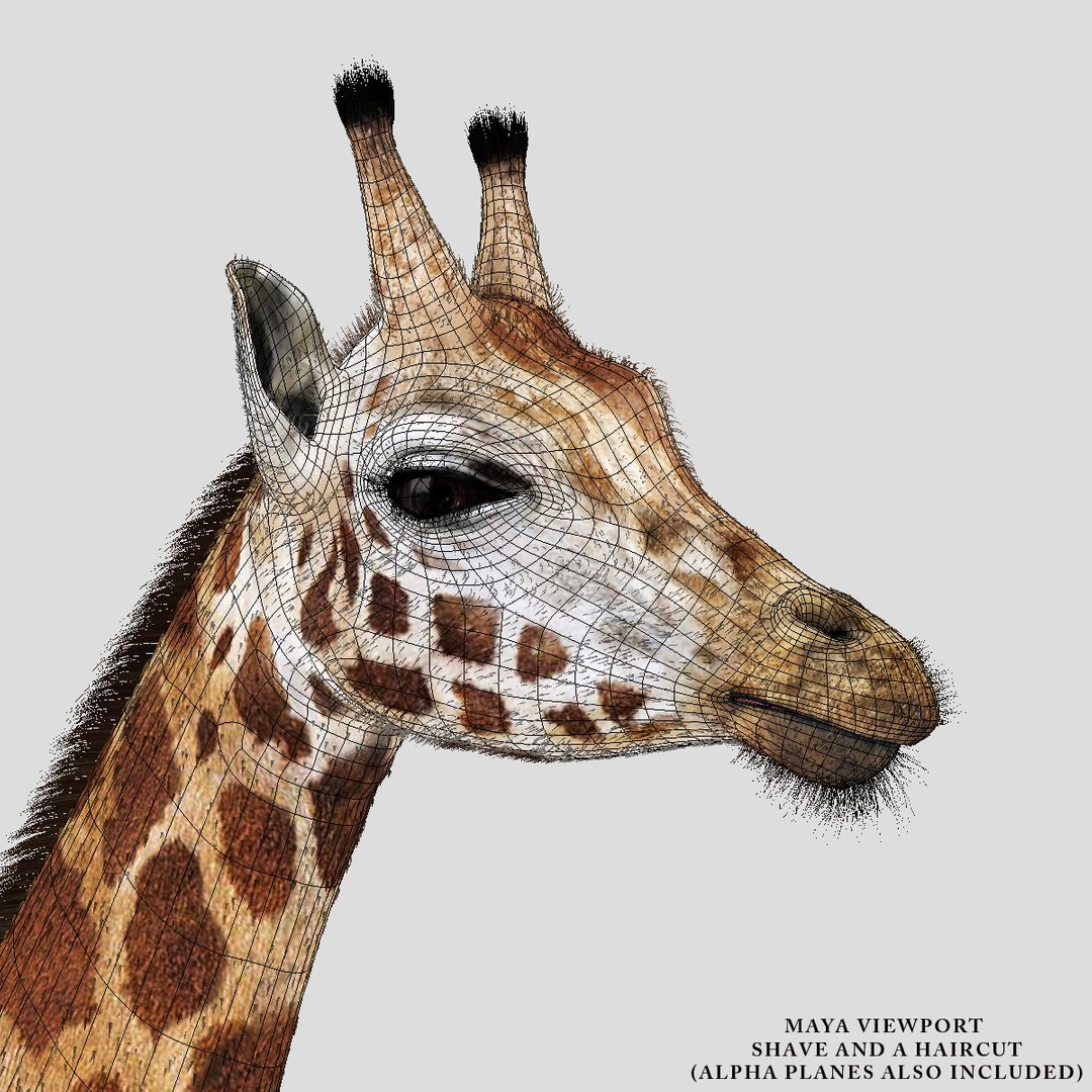 Ma Giraffe Fur Tongue Animation