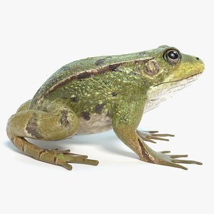 3D frog animations model