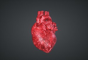 Human Heart