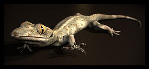 house lizard gecko 3d model