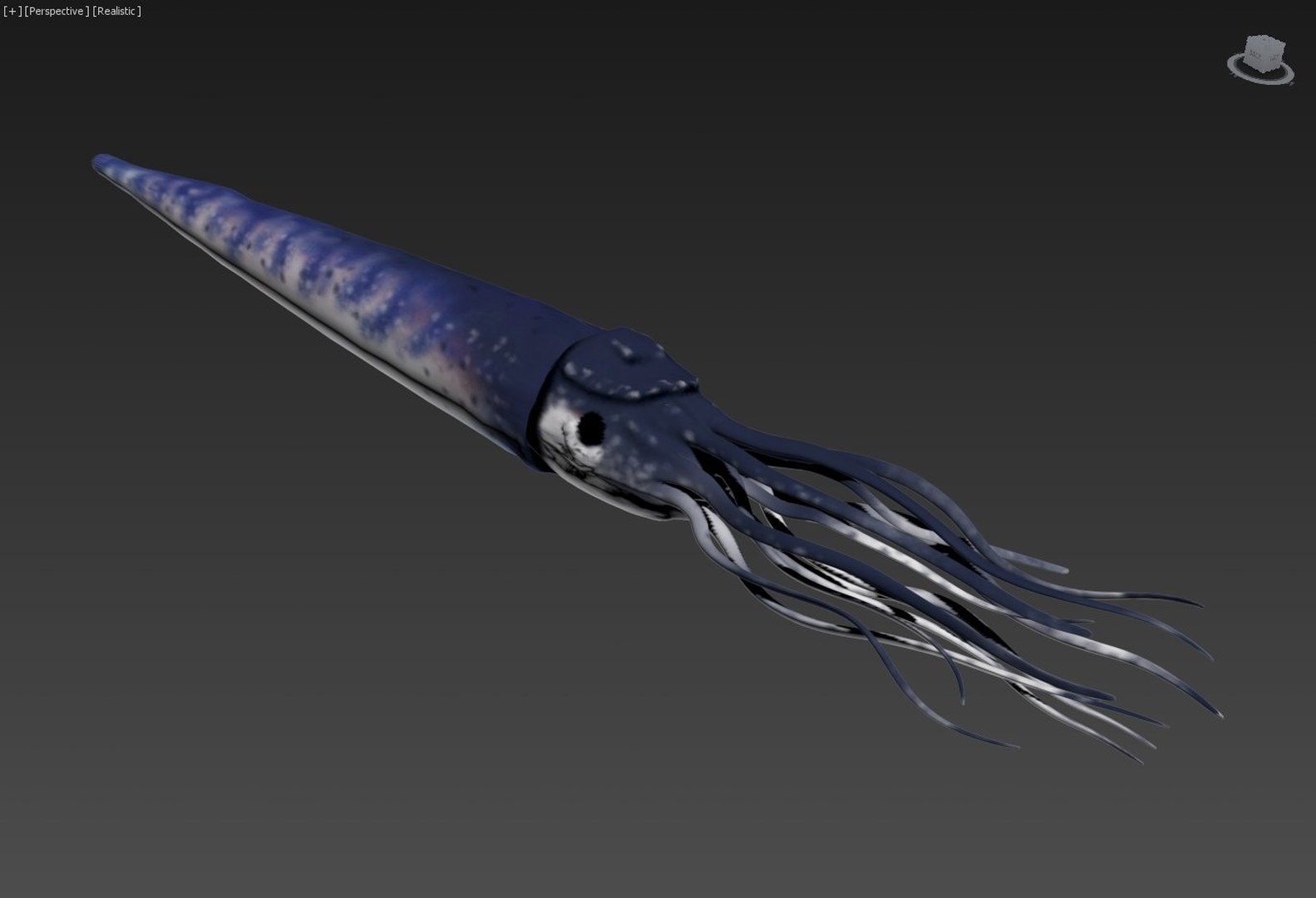 3d squid tentacles model https://p.turbosquid.com/ts-thumb/WW/uHlOkm/dJbJfZWB/3/jpg/1386165404/1920x1080/fit_q87/1ad8639a575abf1a62fc6a19495765ae6ed120bc/3.jpg