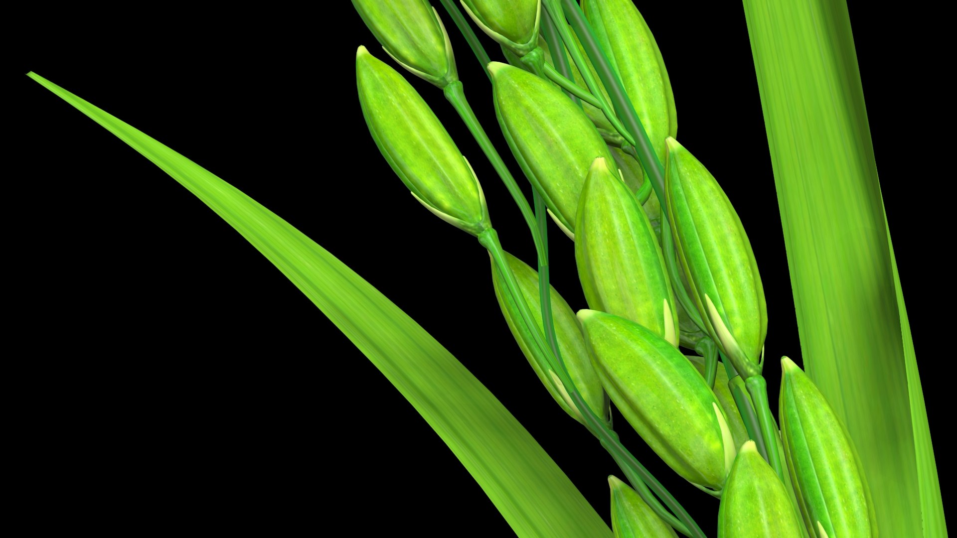 3D oryza rice model - TurboSquid 1696312