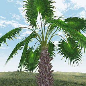 Mexican Fan Palm