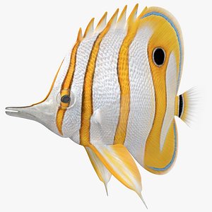 Copperband Butterflyfish Rigged model