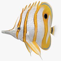 Copperband Butterflyfish Rigged