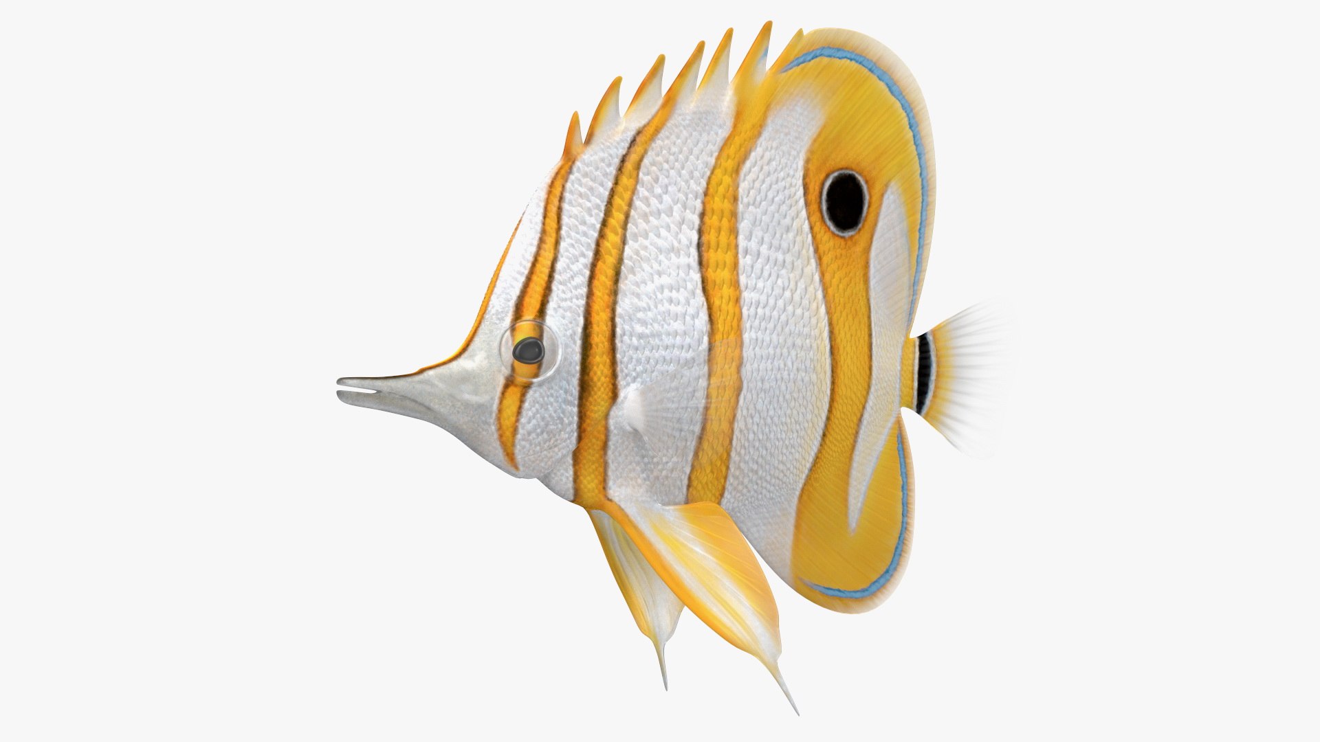 Copperband Butterflyfish Rigged Model - TurboSquid 1992132