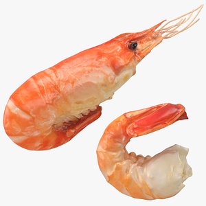 3D Shrimp Collection model