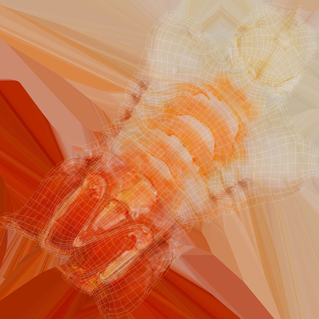 3D Shrimp Collection model https://p.turbosquid.com/ts-thumb/WX/SAcEqf/Mq/shrimppeeled_d0004/jpg/1687695552/1920x1080/fit_q87/aa5d466760c82d50b2f6fd10905c287fc9c152d4/shrimppeeled_d0004.jpg
