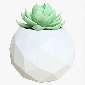 Succulent 02 g 3D