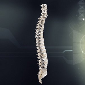 Spinal Anatomy