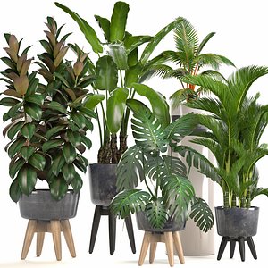 Collection of ornamental plants in pots