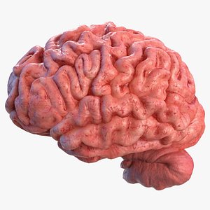 3D human brain left hemisphere