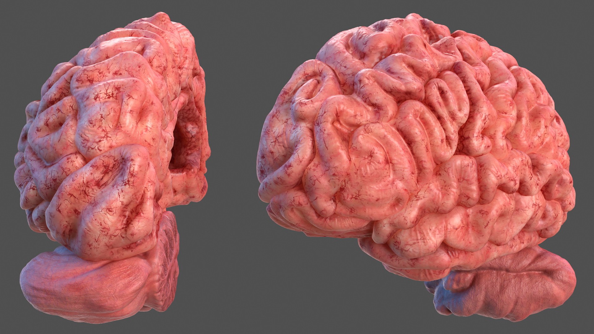 Human Brain Left Hemisphere 3D model preview