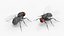 Vinegar Fly Black Rigged for Cinema 4D 3D model