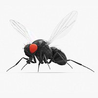 Vinegar Fly Black Rigged for Cinema 4D