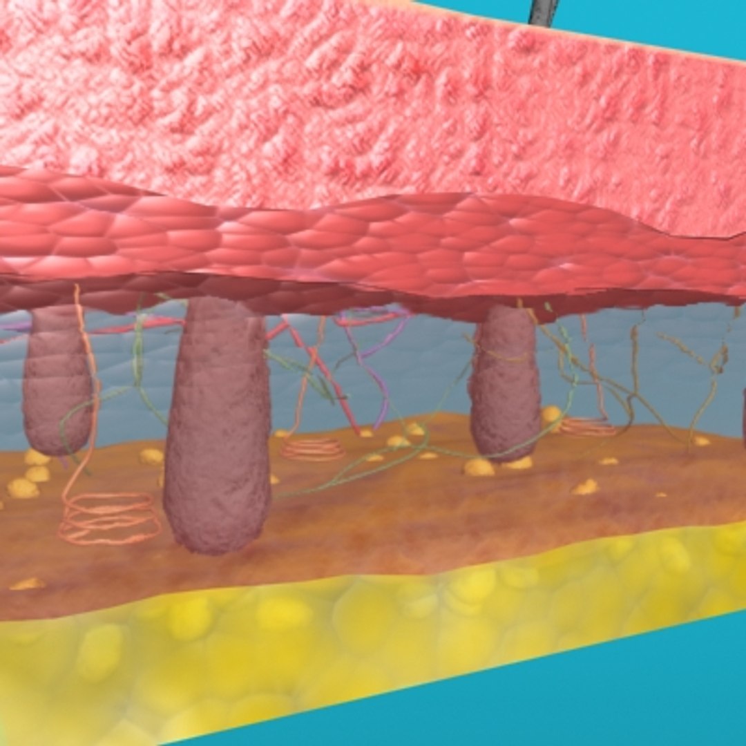 max skin hair anatomy https://p.turbosquid.com/ts-thumb/WX/wAzhO1/Vd5SPX15/003/jpg/1181823409/1920x1080/fit_q87/db957d4f4f50842723d7f7958ba97c6867ae324e/003.jpg