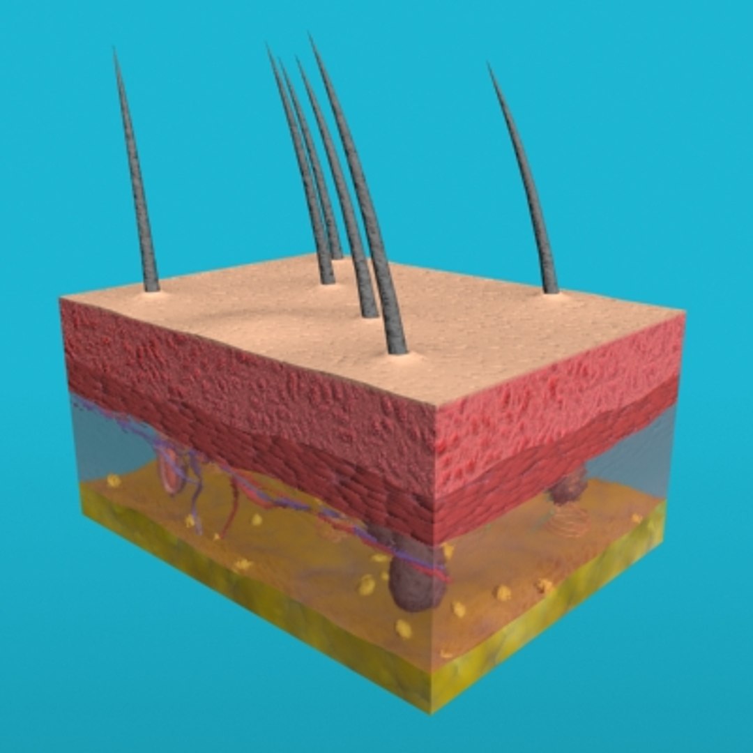 max skin hair anatomy https://p.turbosquid.com/ts-thumb/WX/wAzhO1/aX29LKxd/005/jpg/1181823419/1920x1080/fit_q87/930ed278ea228a28f8e9911834a728f6f2745fa9/005.jpg