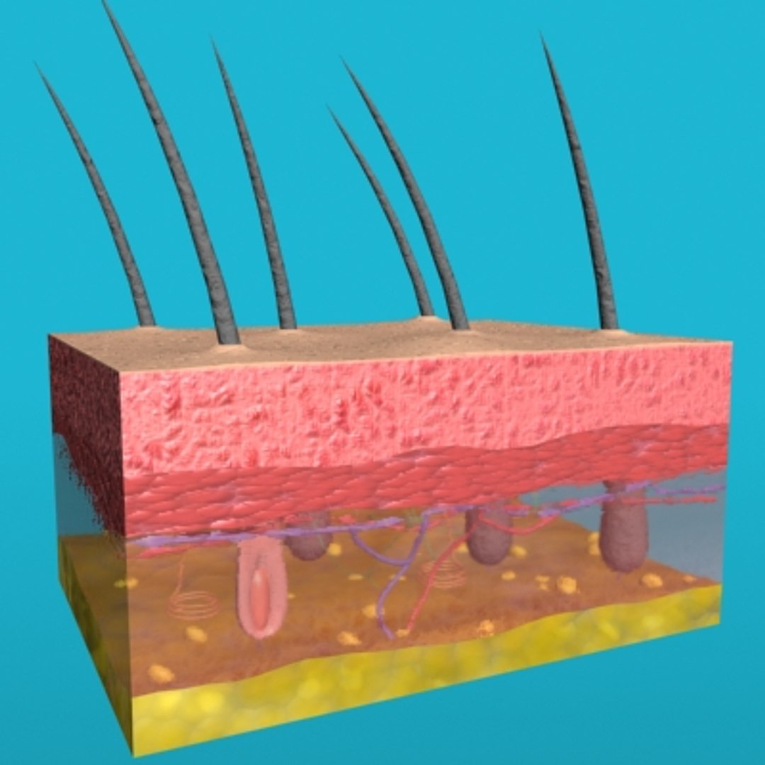 max skin hair anatomy https://p.turbosquid.com/ts-thumb/WX/wAzhO1/hIWEwGPE/001/jpg/1181823397/1920x1080/fit_q87/047b9d21c94f3db257f18dc738745368229751a7/001.jpg