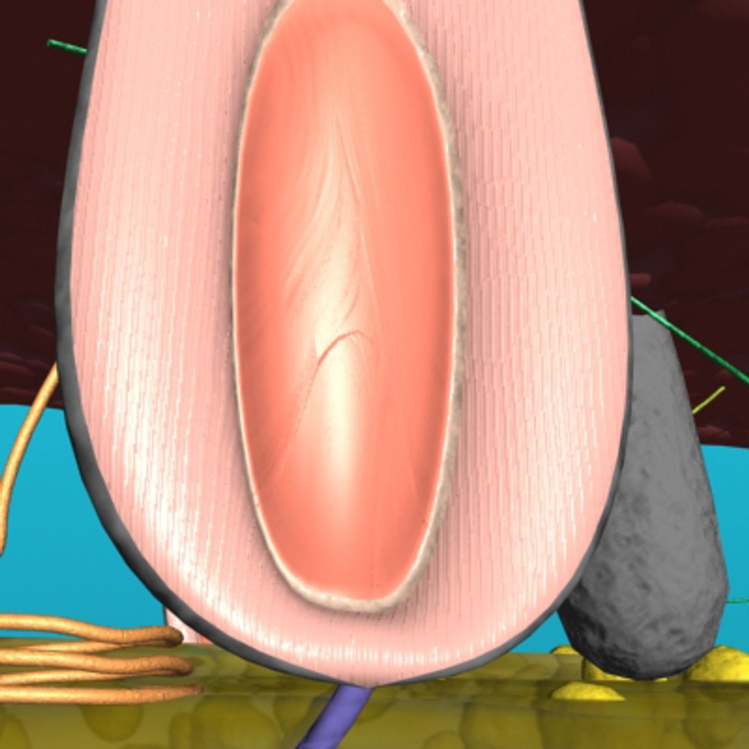 max skin hair anatomy https://p.turbosquid.com/ts-thumb/WX/wAzhO1/lGgsiKvw/008/jpg/1181823443/1920x1080/fit_q87/5a9c13b61eb49d6cb155211f2e058335672d7d09/008.jpg