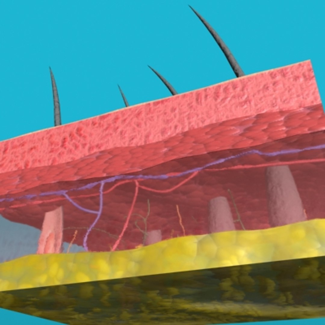 max skin hair anatomy https://p.turbosquid.com/ts-thumb/WX/wAzhO1/mknFmgMV/014/jpg/1181823579/1920x1080/fit_q87/4f0d7cf778e7962e088b8599128b7fb016e1a62a/014.jpg