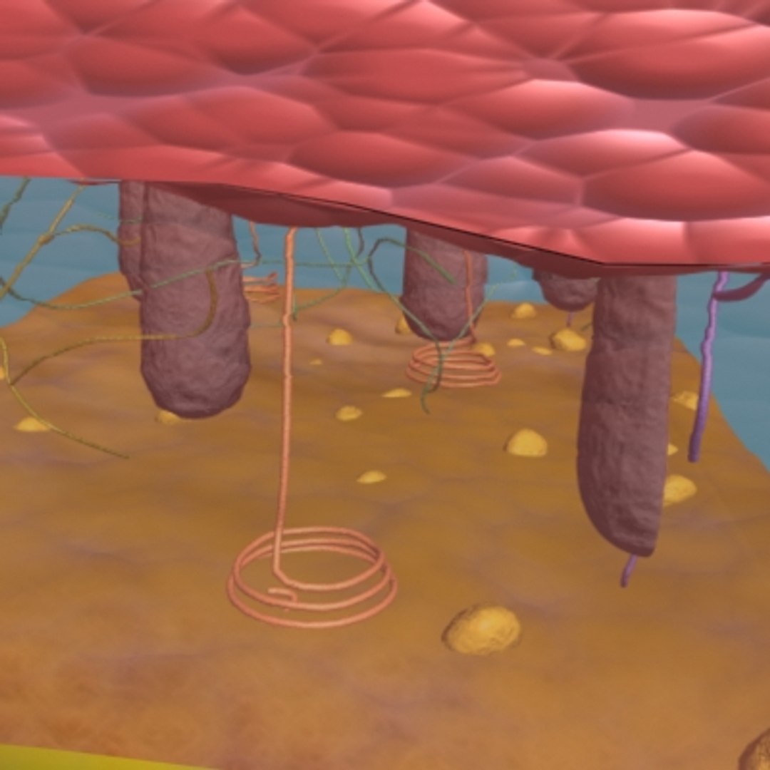 max skin hair anatomy https://p.turbosquid.com/ts-thumb/WX/wAzhO1/u2rEHOMJ/017/jpg/1181823599/1920x1080/fit_q87/b761ba5a30b8f7067fe4578a40ab38f0263df1b5/017.jpg