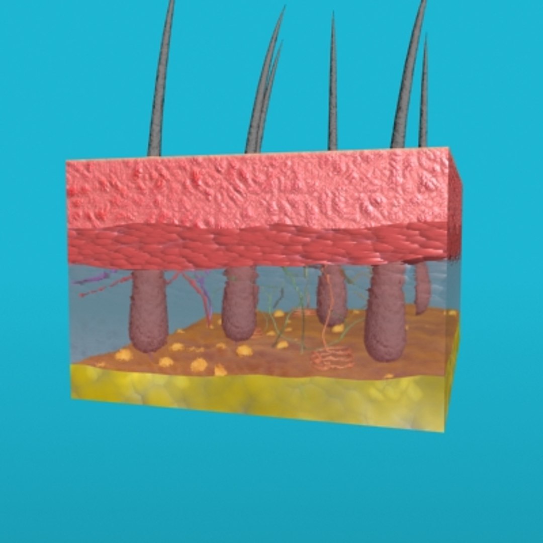 max skin hair anatomy https://p.turbosquid.com/ts-thumb/WX/wAzhO1/wF7Qn5cL/011/jpg/1181823552/1920x1080/fit_q87/32e781271f28e78afce6de643d15585dcb3bb87e/011.jpg