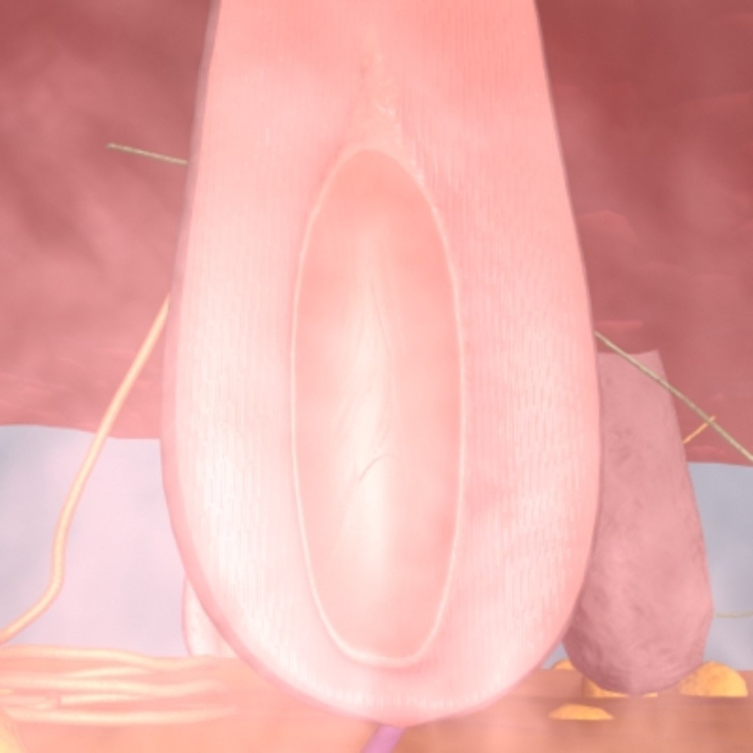 max skin hair anatomy https://p.turbosquid.com/ts-thumb/WX/wAzhO1/yZ6mXiiW/002/jpg/1181823404/1920x1080/fit_q87/7b4c3259bd8bc6d9d6fa505737882f7093cf7d2d/002.jpg