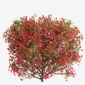 3D Set of Red Ruffle Azalea Bushes Rhododendron 2 Bushes