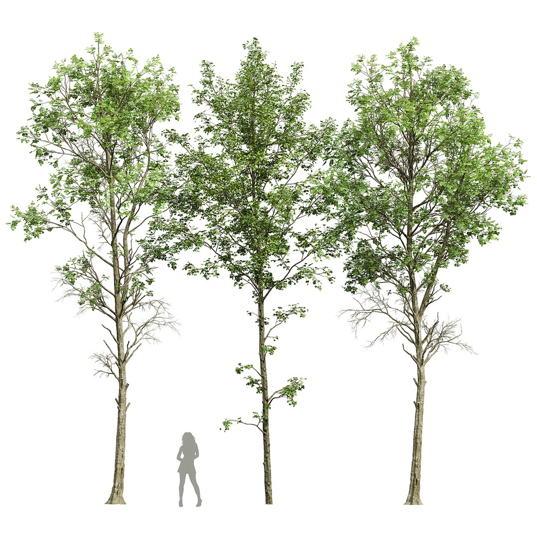 Fagus Sylvatica and Alnus Glutinosa model - TurboSquid 2148735