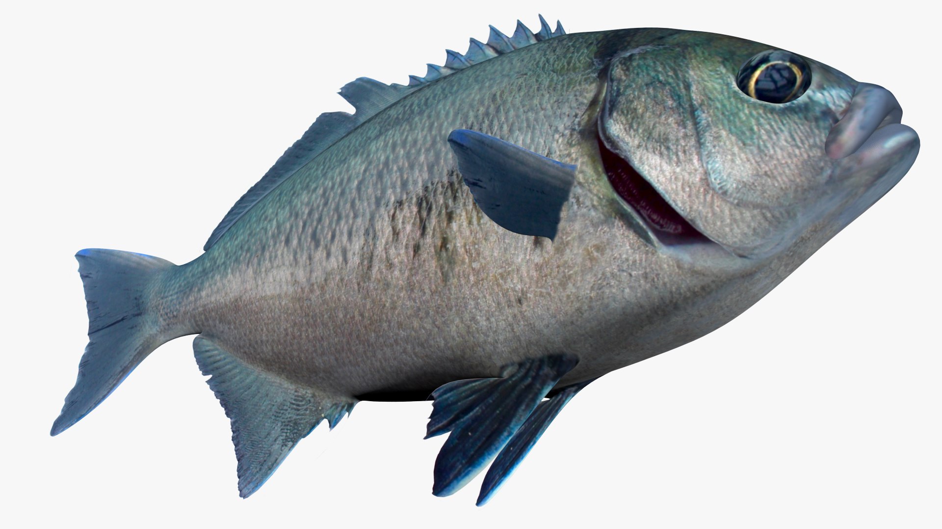 3D Halfmoon https://p.turbosquid.com/ts-thumb/WY/BiJIl5/3G/3/jpg/1622747416/1920x1080/fit_q87/83a5fad456368ea366e3ba0ecd49f01f22378083/3.jpg