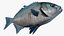Halfmoon