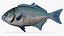 Halfmoon