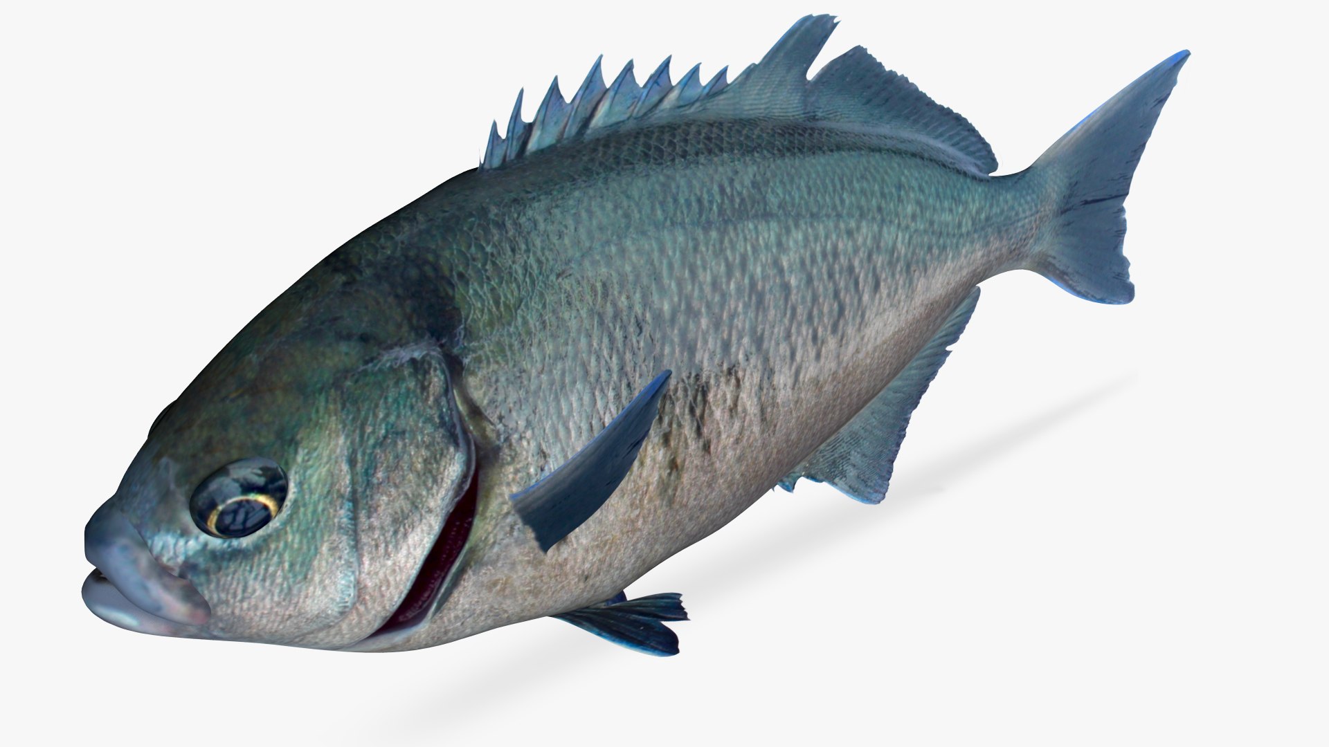 3D Halfmoon https://p.turbosquid.com/ts-thumb/WY/BiJIl5/Sc/4/jpg/1622747414/1920x1080/fit_q87/f5041eb3b794e5e03659b0ee07eec633d97503d7/4.jpg