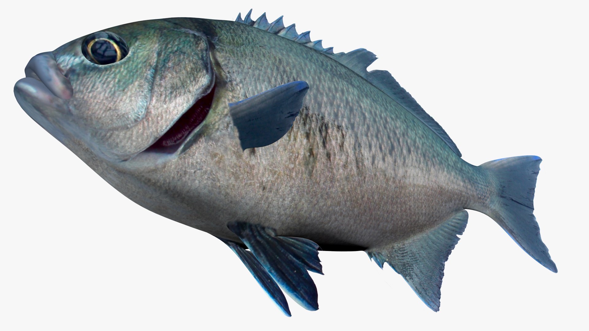 3D Halfmoon https://p.turbosquid.com/ts-thumb/WY/BiJIl5/T8/2/jpg/1622747416/1920x1080/fit_q87/2fe16be8bf8a3c0f74e749c1e08e4d6591b9f5bf/2.jpg
